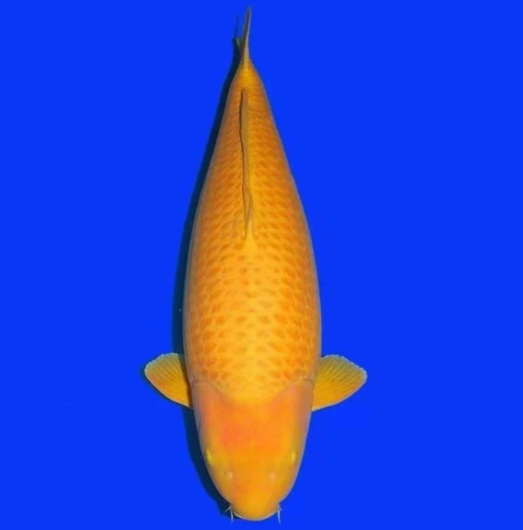 多摩龙原厂多摩介