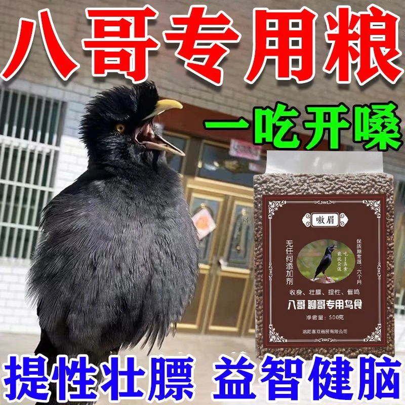黑八哥鸟食八哥饲料黑八哥说话鸟手养黑八哥饲料