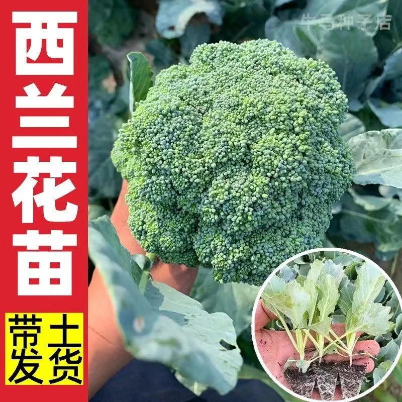 西兰花秧苗花椰菜苗菜花苗白菜花秧苗松花菜苗包菜花苗抗寒叶菜苗