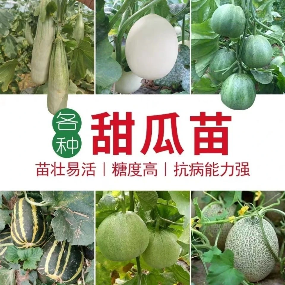 冰糖甜瓜瓜苗白皮蜜罐甜瓜羊角蜜香瓜苗哈密瓜苗早熟超甜盆栽水果