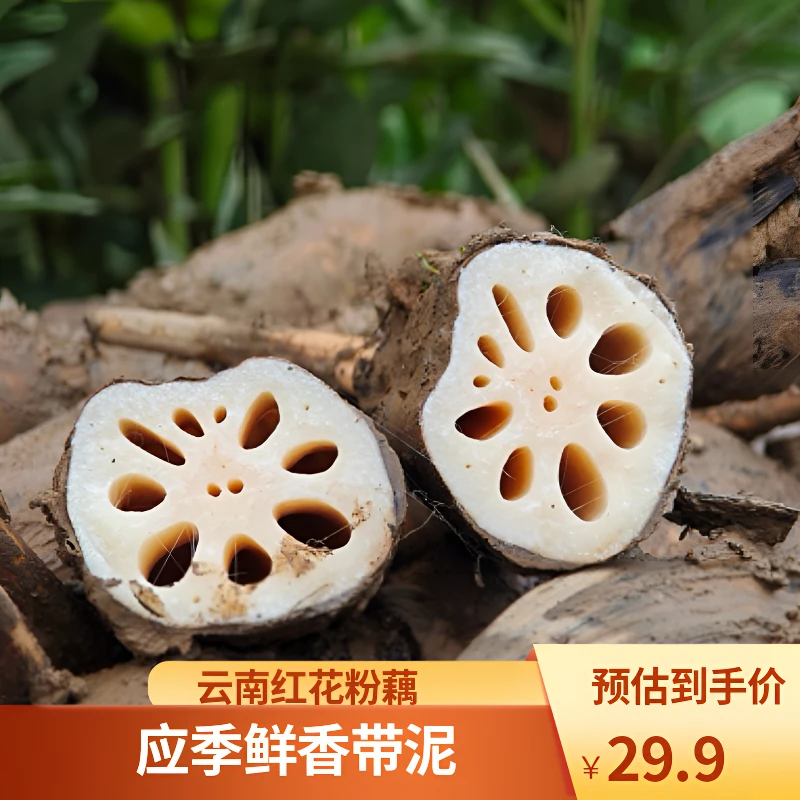 云南澄江红花粉藕【大藕】3斤 应季新鲜粉藕粉糯鲜香带泥发货原产地