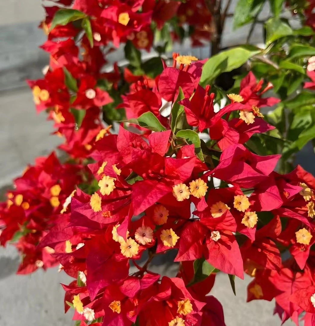 热火桑巴三角梅红红火火四季爆花