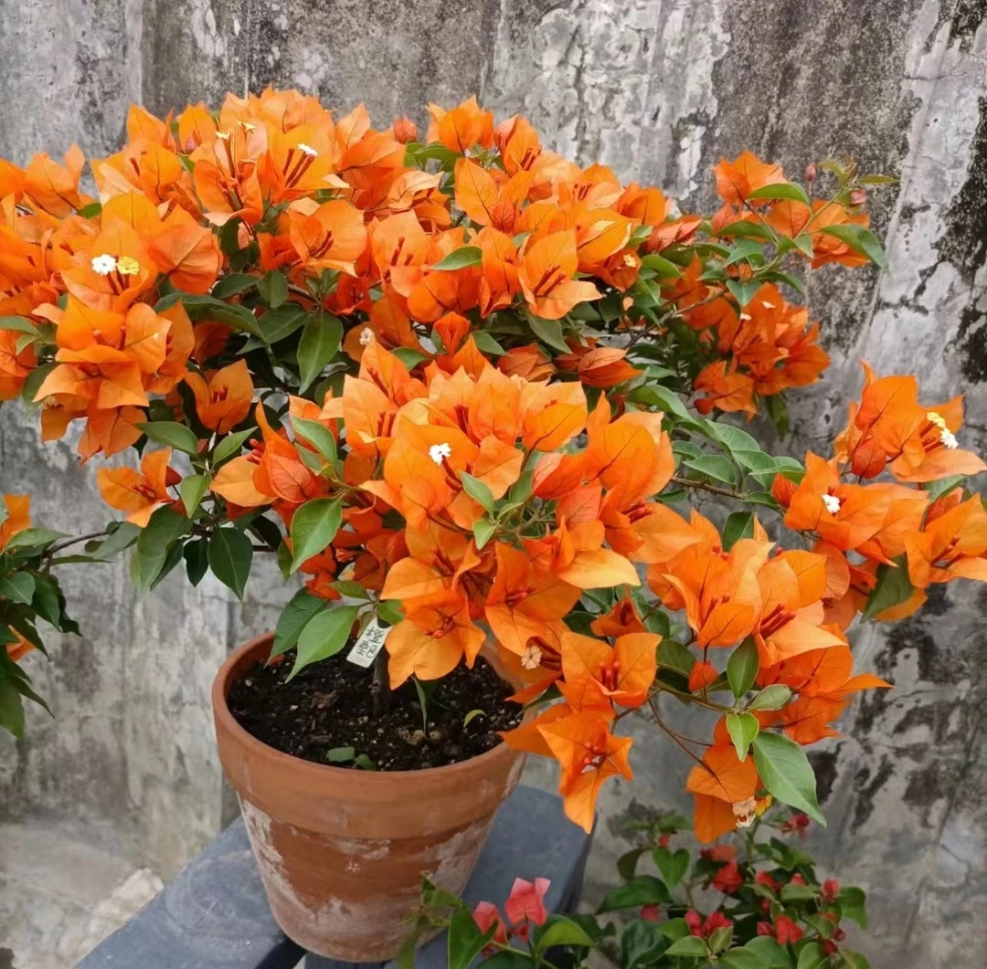 橙桑巴爱马仕橙三角梅四季勤花爆花