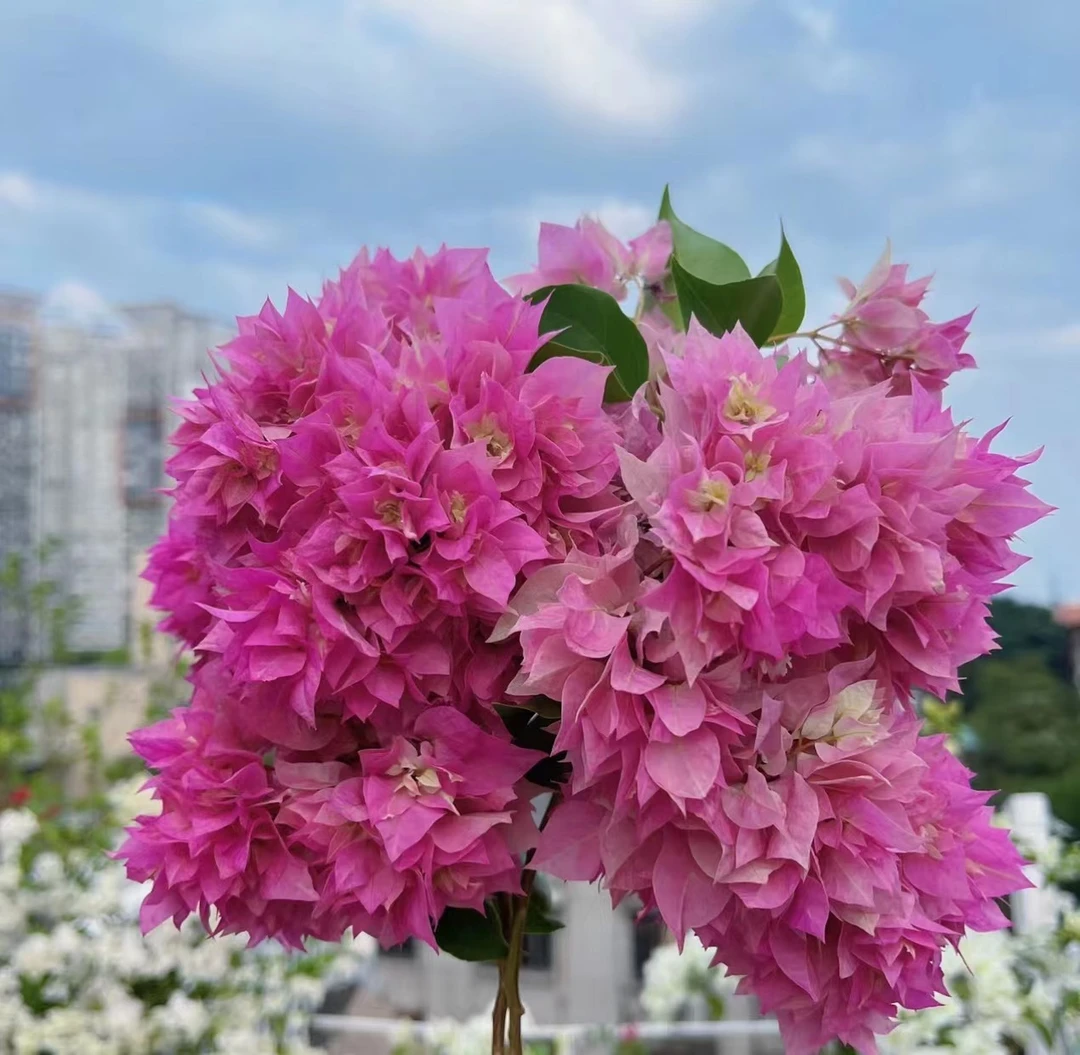 重瓣粉三角梅少女粉开花机器不掉花