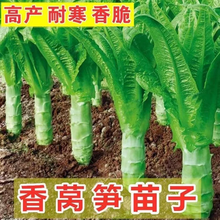 莴笋苗秧 莴苣 青笋红蔬菜绿心秧苗耐寒秋冬季蔬菜菜种香特浓香型