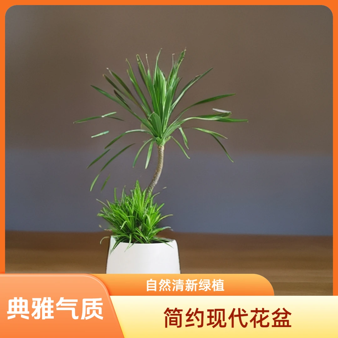 龙须树盆栽客厅植物办公室多头造型龙血树龙铁树室内净化空气绿植