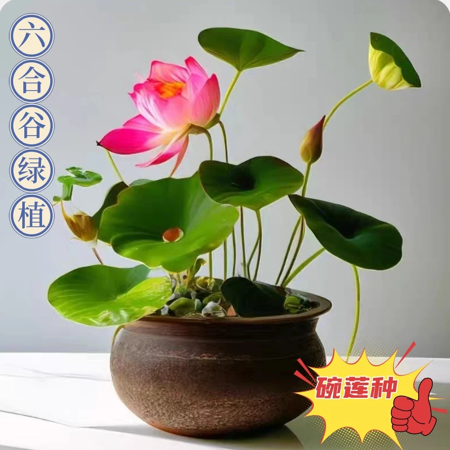 七彩碗莲花四季开花盆栽水培植物睡莲水养室内荷花绿植开口碗莲种