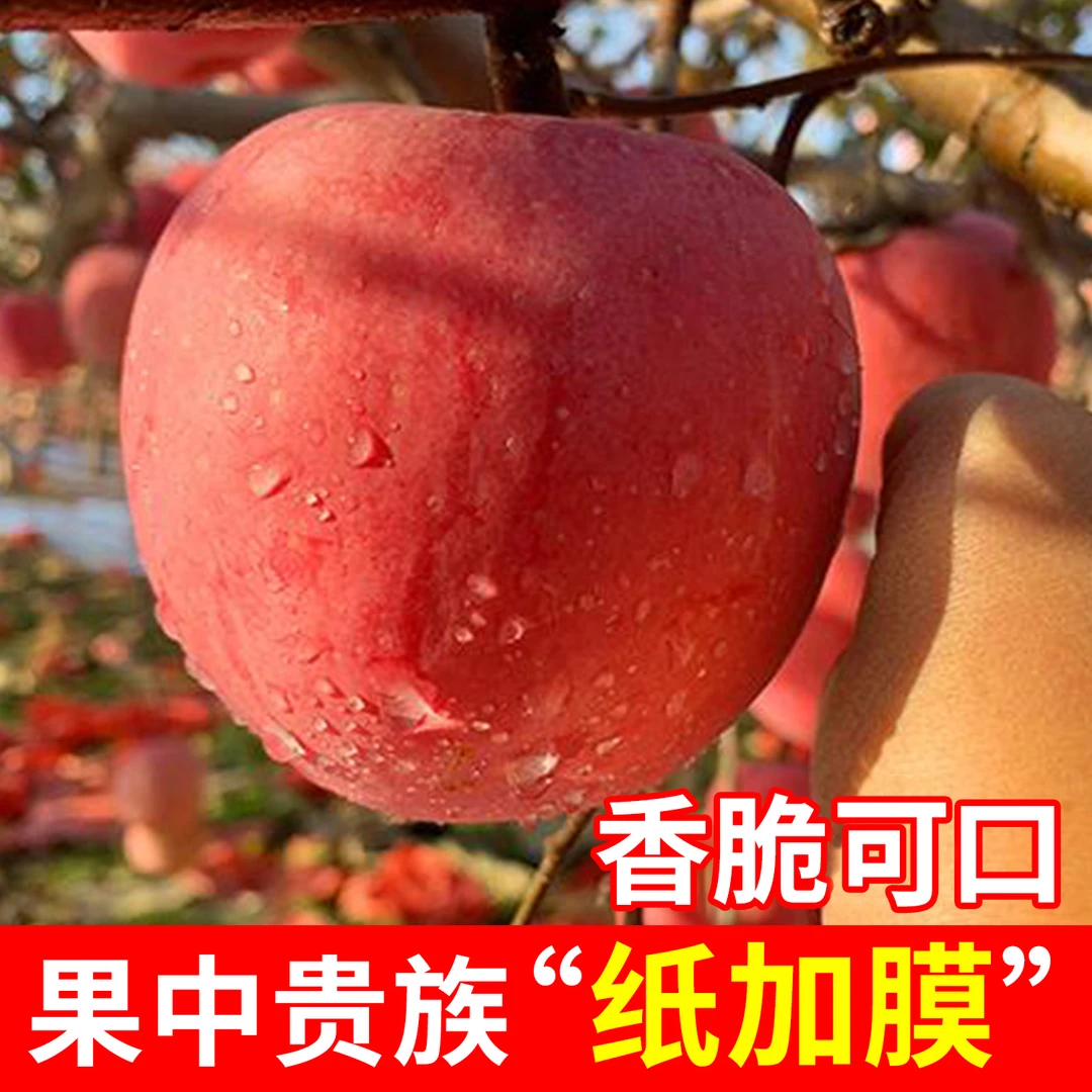 【2023新果】山西红富士苹果冰糖心当季新鲜苹果孕妇水果整箱批发