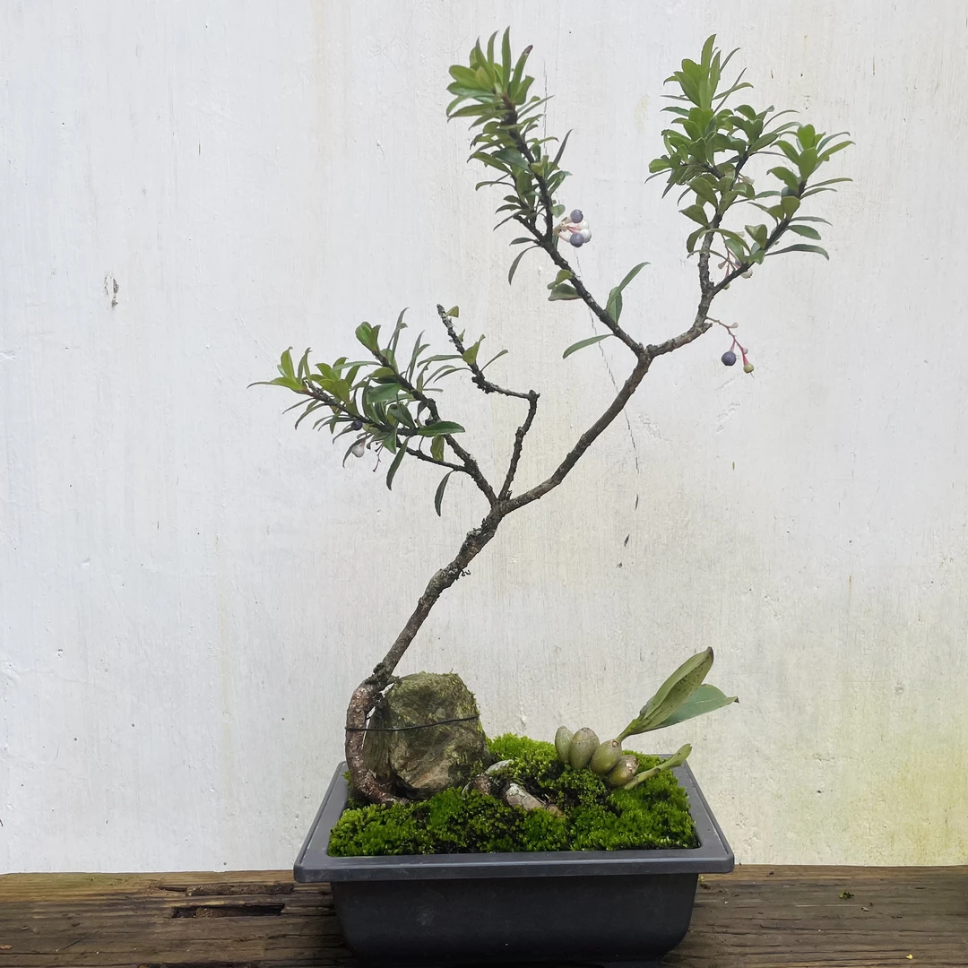 10-100云南网红树萝卜办公桌绿植盆景微景观不落叶四季常青