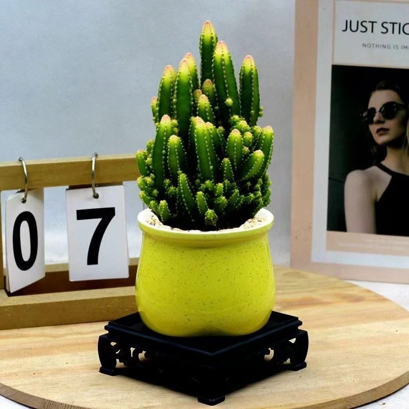 万重山多肉【满18包邮】