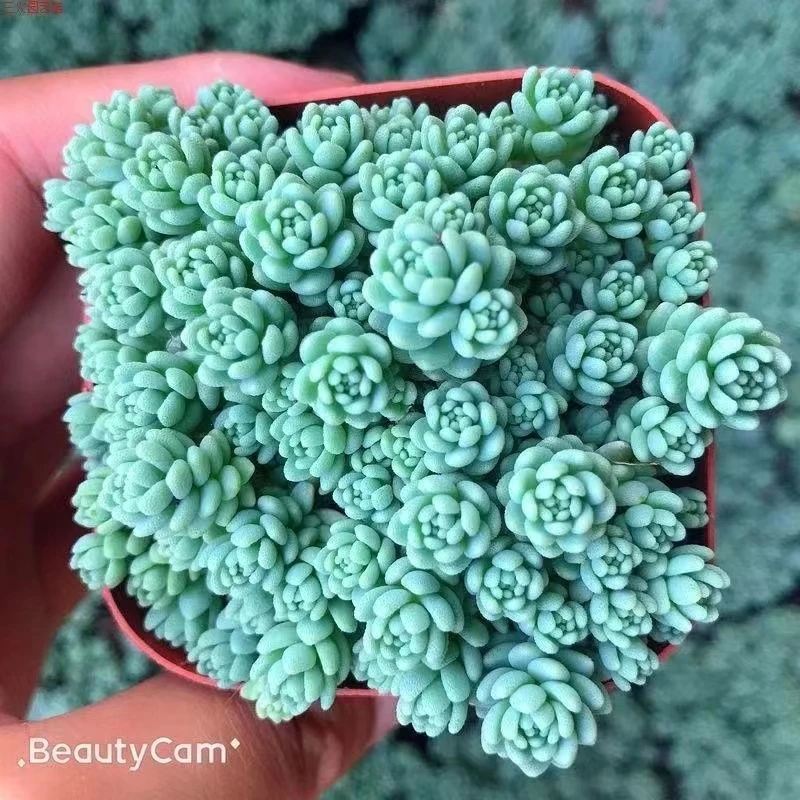 姬星美人多肉[满18发货]