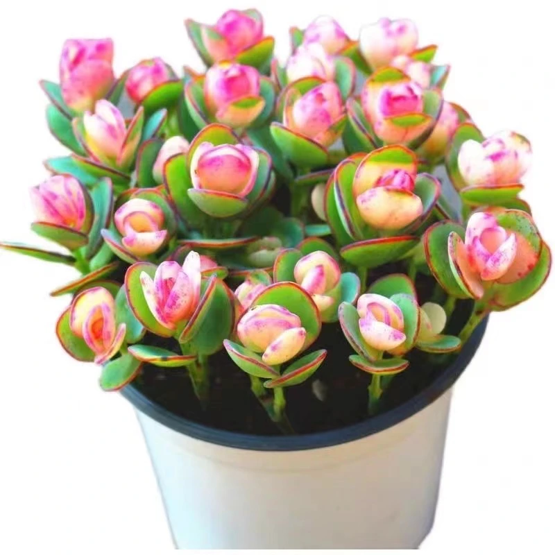 牡丹锦【满18包邮】