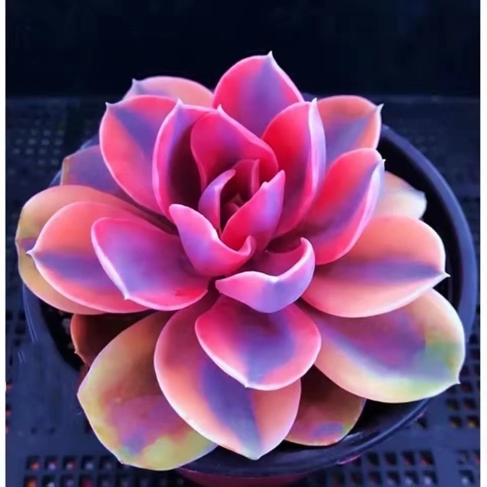 彩虹多肉满18包邮