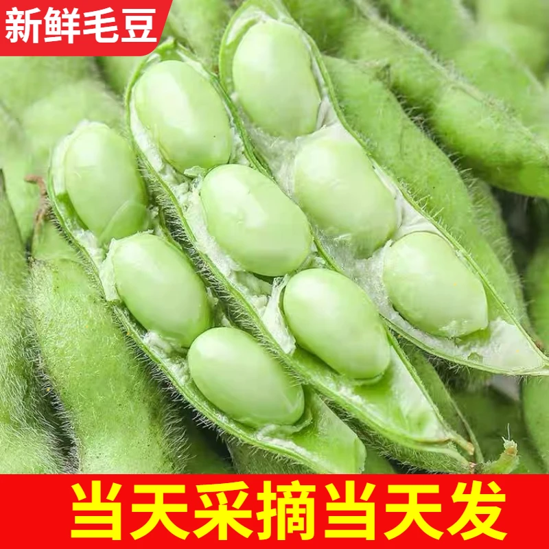 安徽新鲜嫩毛豆当季新鲜毛豆农家自种饱满豆粒现摘现发