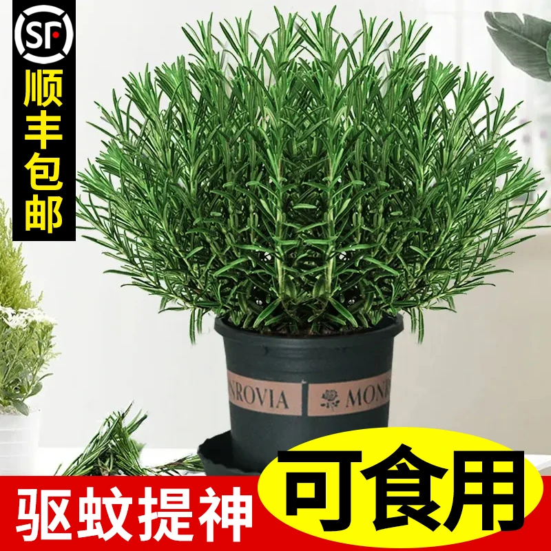 迷迭香盆栽阳台可食用绿植物花卉牛排用室内百里香薄荷防蚊草驱蚊