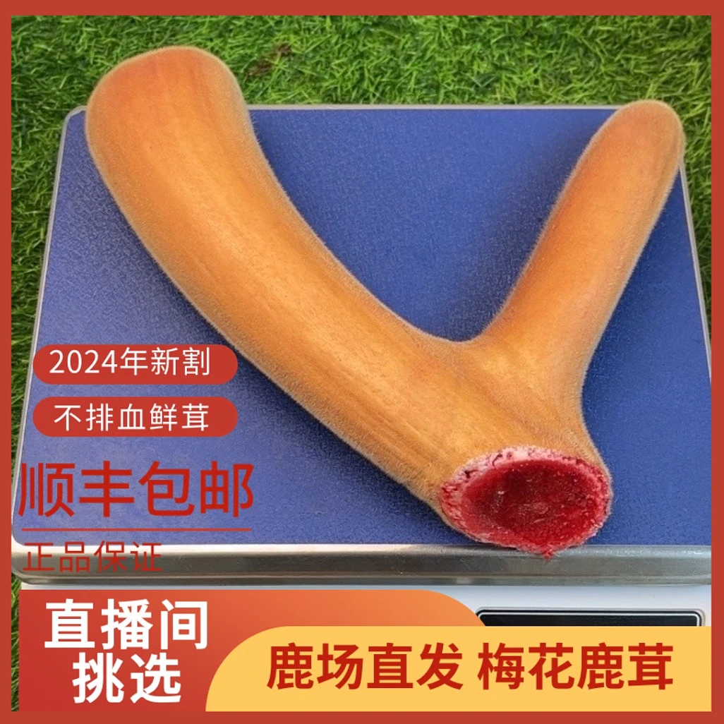 鹿茸整支 二杠 直播间挑选