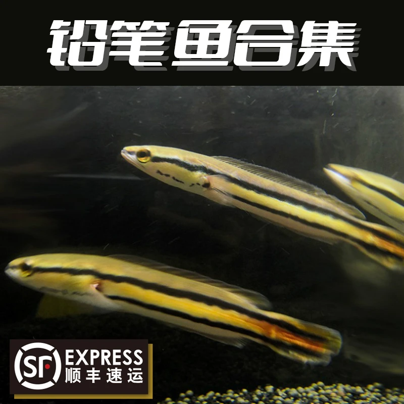 进口大铅笔鱼活体麦克雷龙小盾鳢多曼铅笔大型肉食凶猛热带观赏鱼