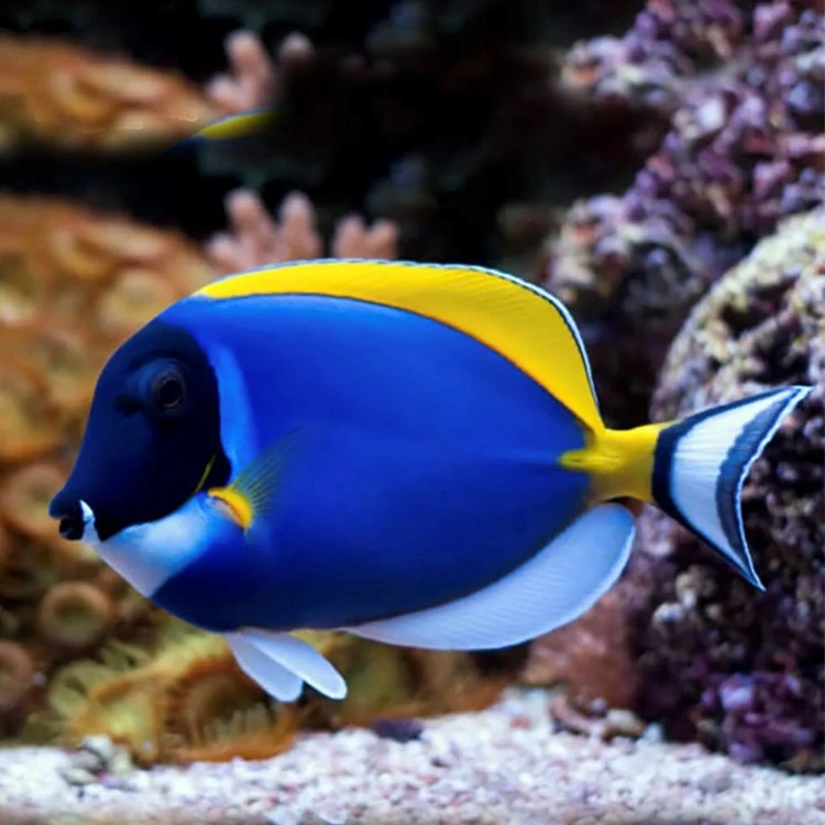 蓝吊海水鱼粉蓝吊海鱼观赏鱼天狗吊类海水鱼七彩吊黄金吊活体检疫