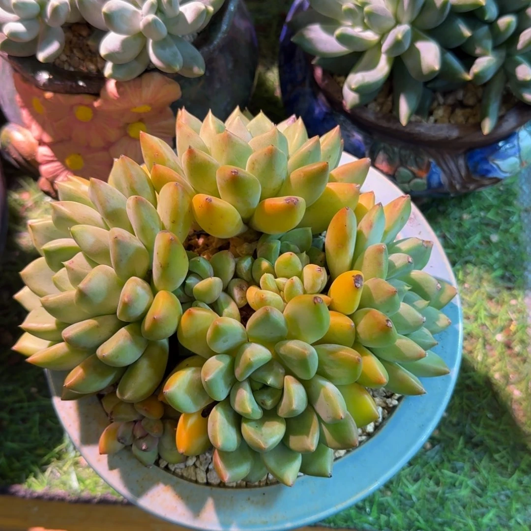 我**?美慕花坊，一物一拍。