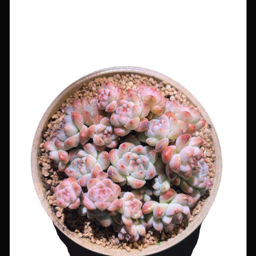 美慕多肉植物一物一拍