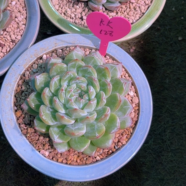 美慕花访，一物一拍。