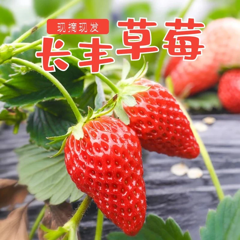 长丰草莓正宗长丰红颜精品草莓非丹东九九草莓