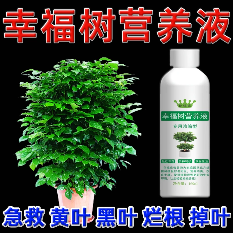 幸福树营养液干枯肥料绿宝树叶子枯黄掉叶专用营养液黄叶掉叶子
