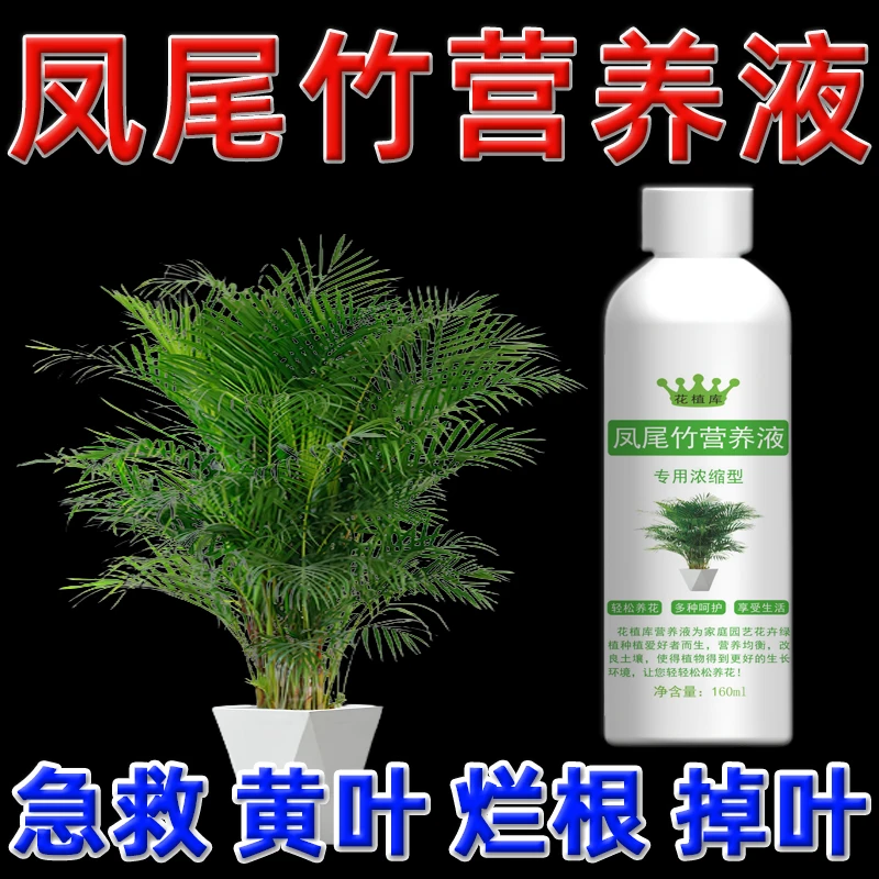 凤尾竹叶子发黄营养液散尾葵叶尖发黄肥料夏威夷干枯干焦专用肥