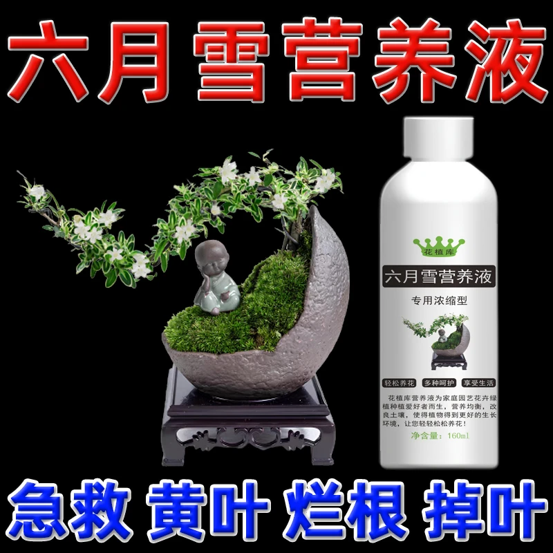 六月雪叶子发黄干枯掉叶植物营养液崖岸金边悬崖六月雪肥料专用肥