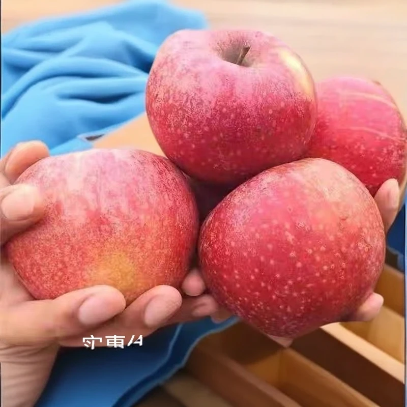 红富士苹果  大苹果