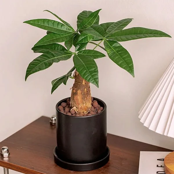 春日『财源广进』开业乔迁礼物盆景发财树1个居家送礼绿植盆栽鲜花小时达花店鲜花同城配送送花上门（花盆随机）