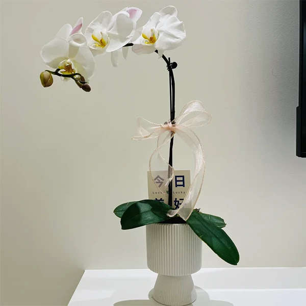春日『幸福来信』1株白色蝴蝶兰盆栽送朋友送领导送同事鲜花小时达送花上门花店鲜花同城送（花盆随机）