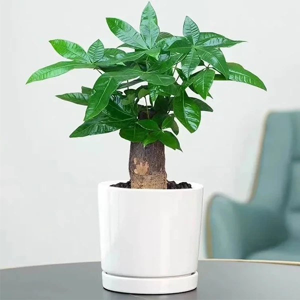 春日『招财进宝』办公室绿植发财树盆栽进财纳财乔迁开业礼鲜花小时达送花上门鲜花同城配送（花盆随机）