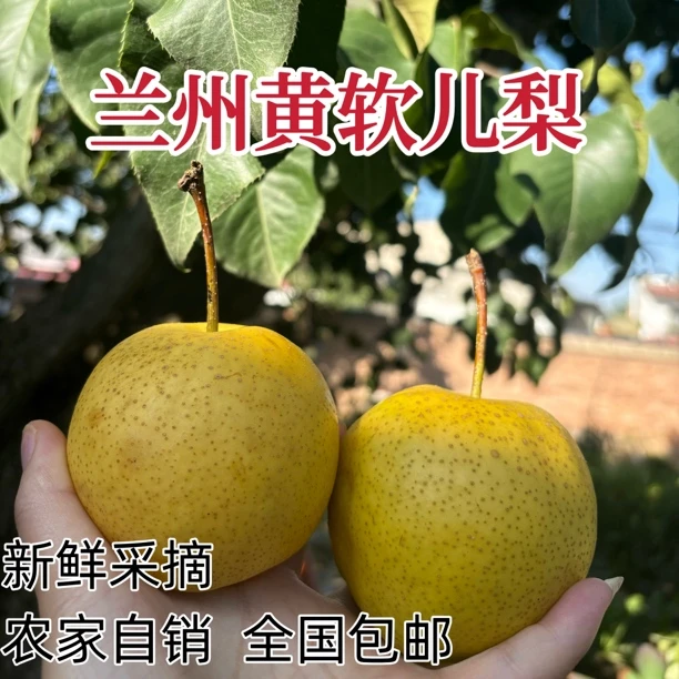 兰州软儿梨甘肃特产冻梨软梨香水梨化心梨新鲜采摘（非冻果）