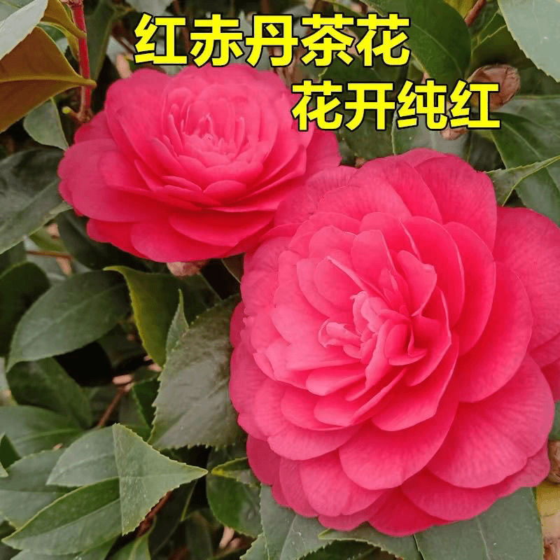六角大红室内外花卉绿植盆栽带花苞茶花红赤丹茶花