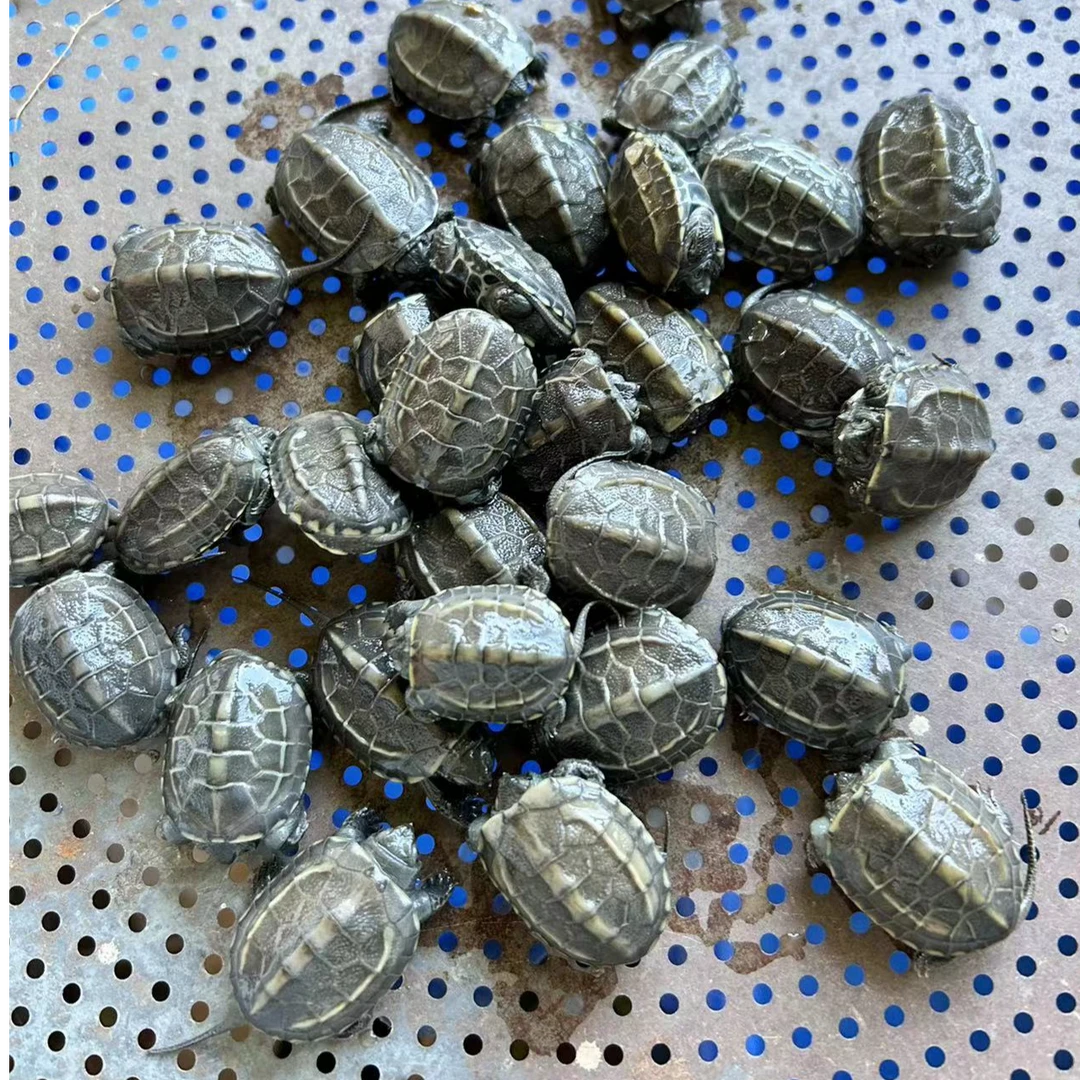 中华草龟苗 湖北草龟苗 乌龟苗 家庭养殖宠物 干苗养殖场发货