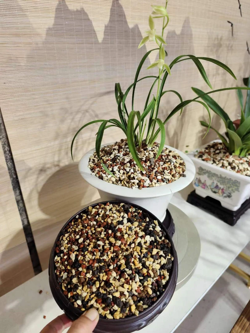 兰花铺面石护茎土小颗粒3…6（植金石赤玉土烧红黑山土）净重2.5公斤