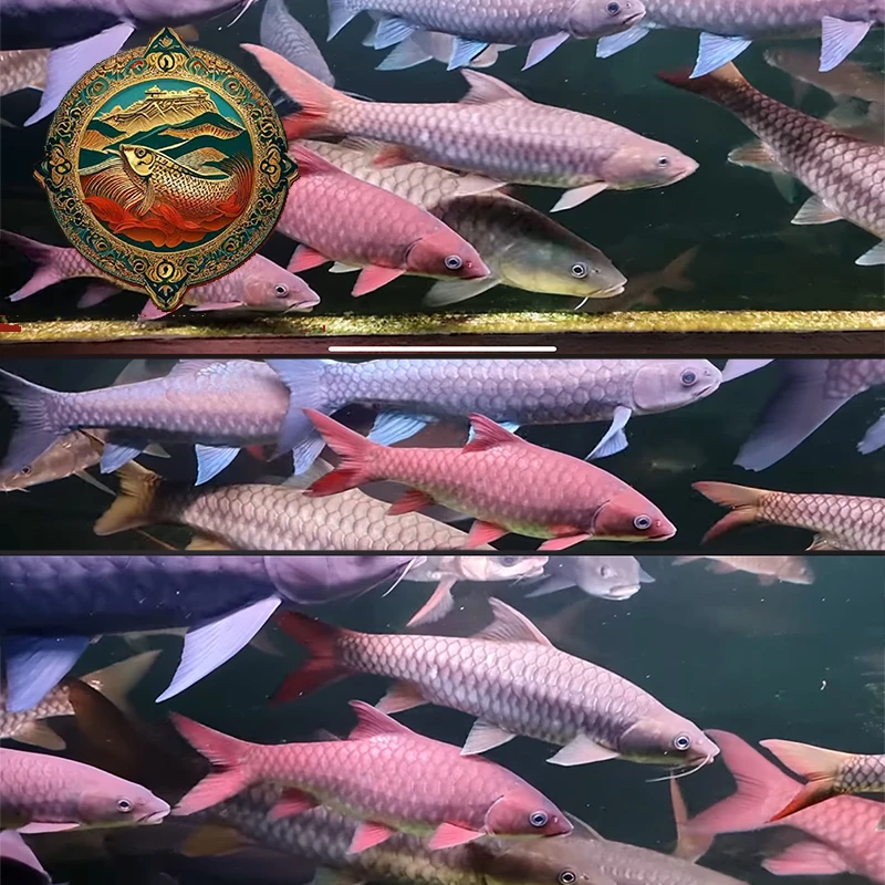 【山河之王水族批发店】哥拉巴拉红吉罗3-5cm Sunga cacing 新流域