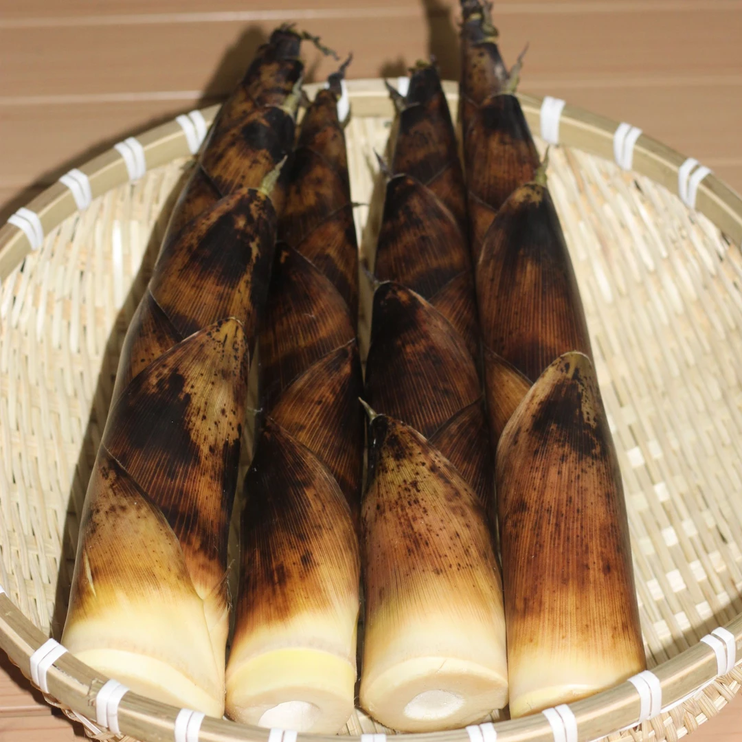 雷竹笋食用春笋现挖带壳农家鲜嫩笋子新鲜雷笋产地直发