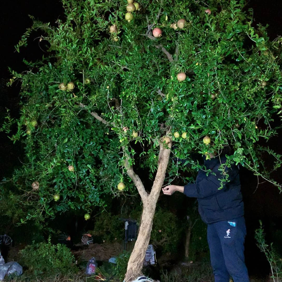 突尼斯软籽石榴树