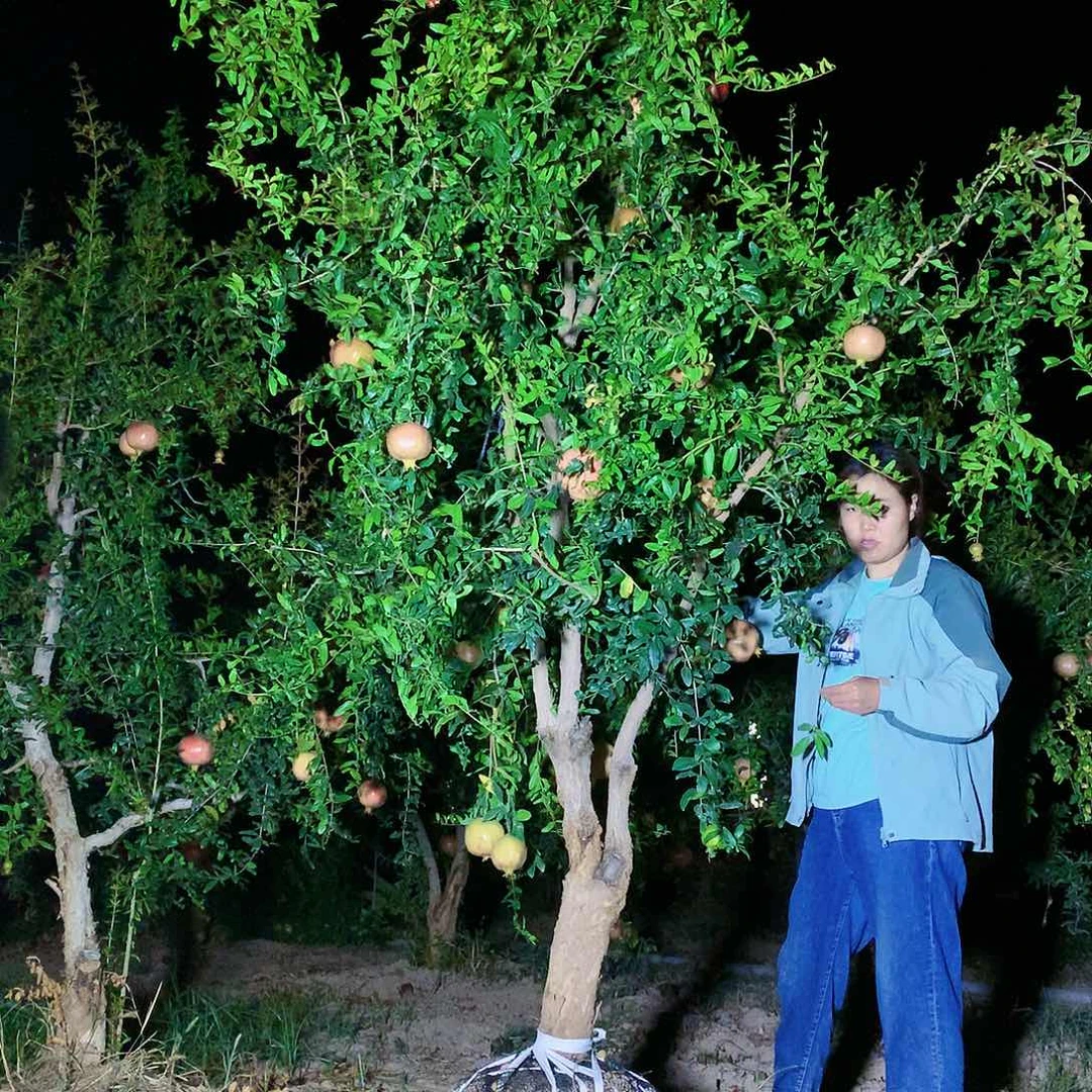 突尼斯软籽石榴树1