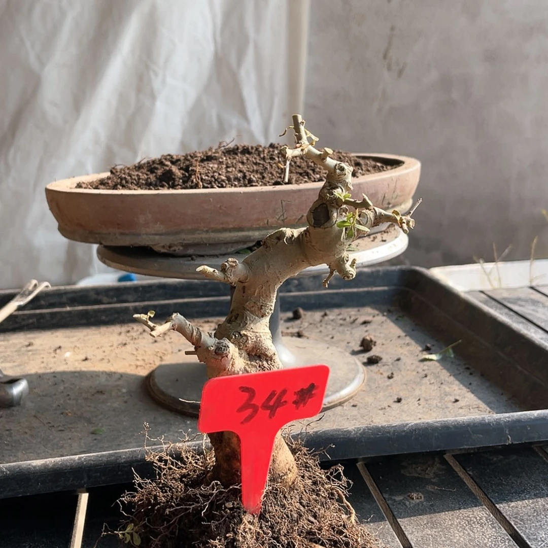 【闪购商品】紫砂对节曾*34