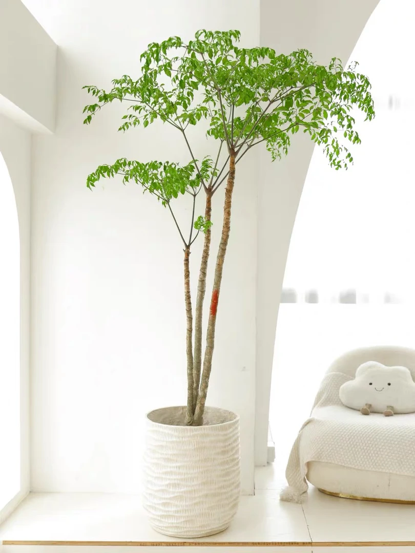 幌伞枫办公室盆栽老桩客厅绿植落地网红轻奢室内办公大型植物家装