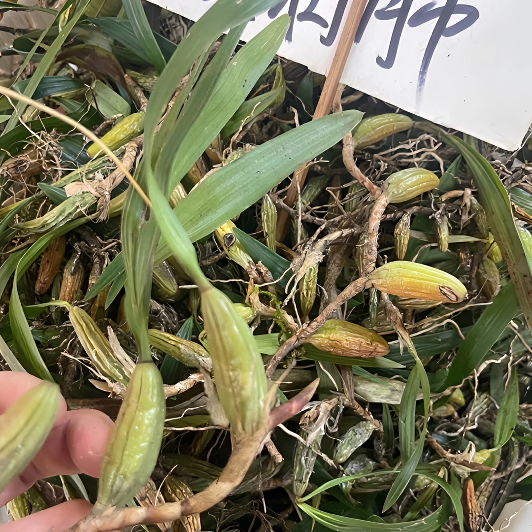 新鲜石枣子 石仙桃 石橄榄 岩火炮 鸦雀还阳  煲汤炖鸡炖猪肚炖骨