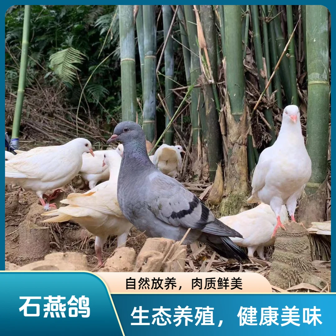 石燕鸽 土鸽子 鲜鸽 鸽肉 单只净重250g起鸽子肉煲汤滋补（3只装）