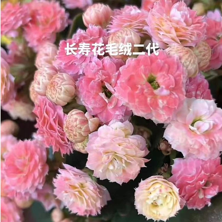 《毛绒二代》长寿110口径盆