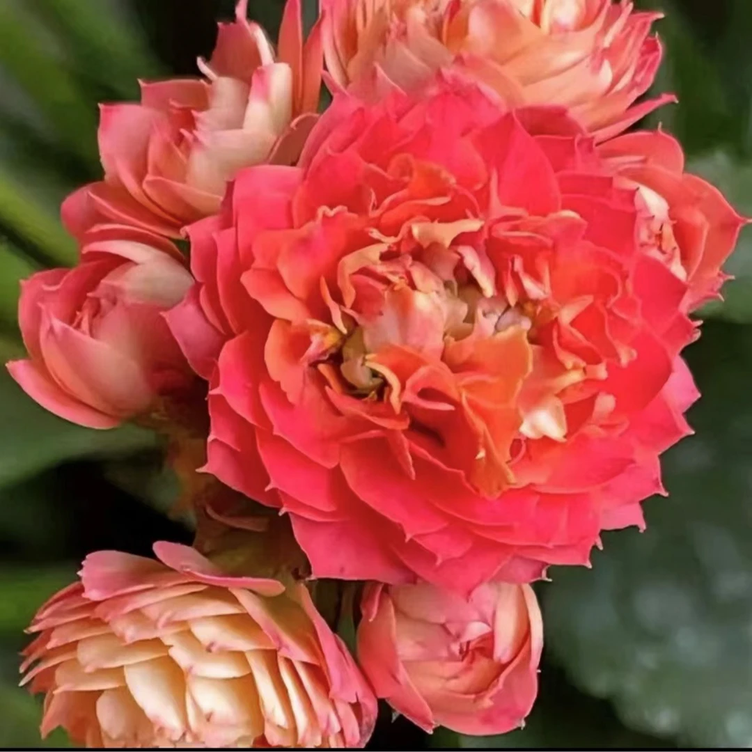 《葵花宝典》精美盆栽长寿110口径盆