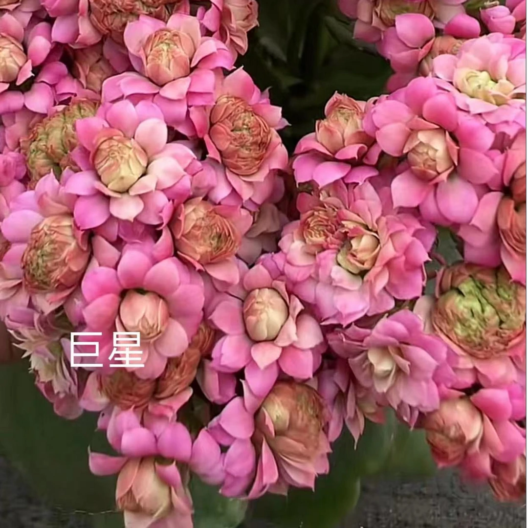《巨星》精美盆栽长寿110盆