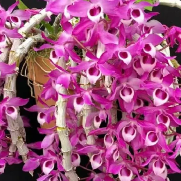 麝香石斛木车 花香淡雅 开花量大 可食用 可观赏