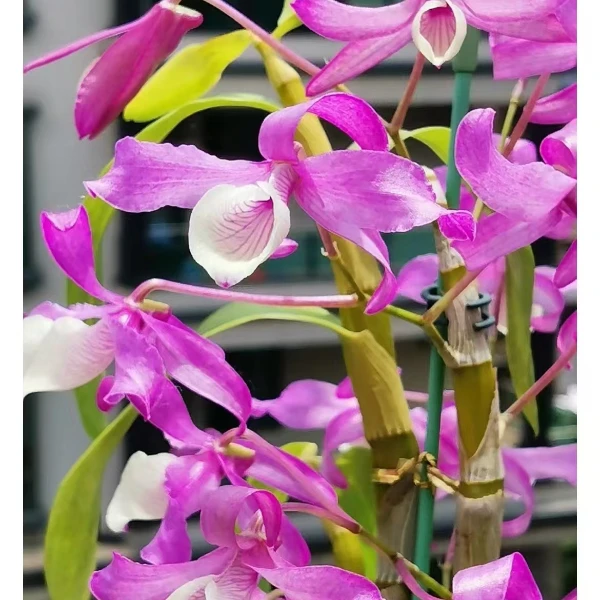 原种天等金钗开花量大 可食用可观赏